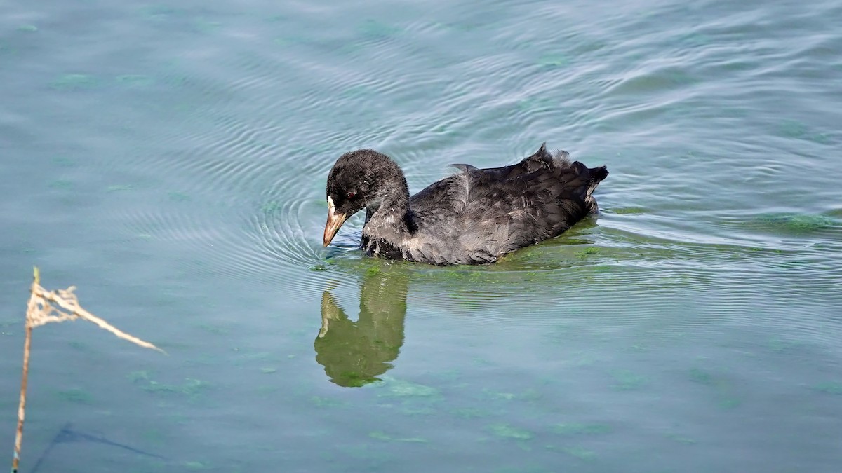 Eurasian Coot - ML623180704