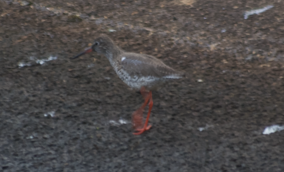 Common Redshank - Angel Curbelo