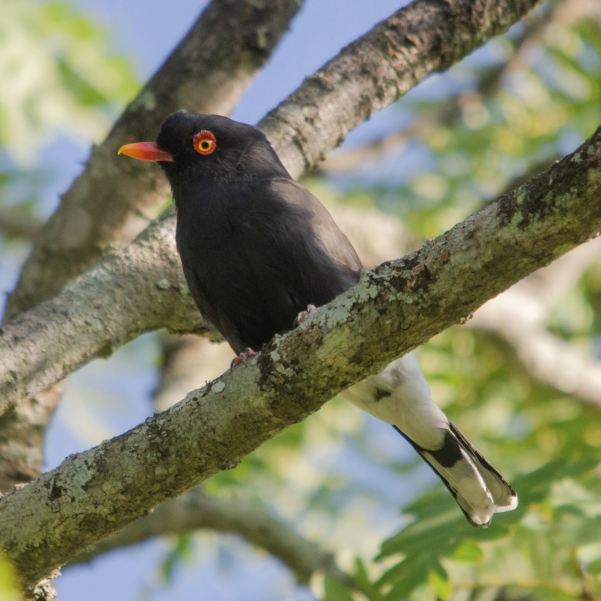 Retz's Helmetshrike - ML623180715