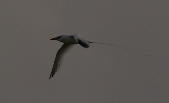 Red-billed Tropicbird - ML623180725