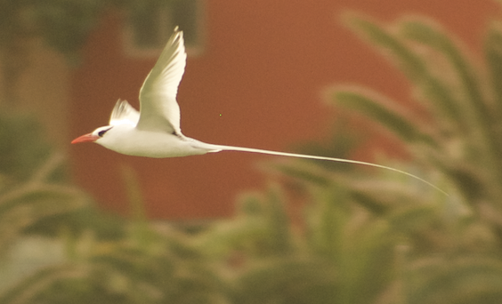 Red-billed Tropicbird - ML623180726