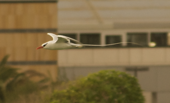 紅嘴熱帶鳥 - ML623180727