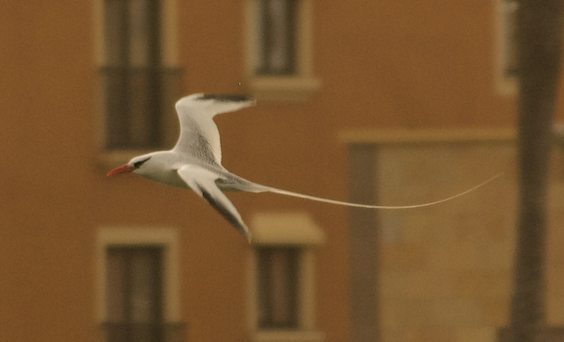 Red-billed Tropicbird - Angel Curbelo