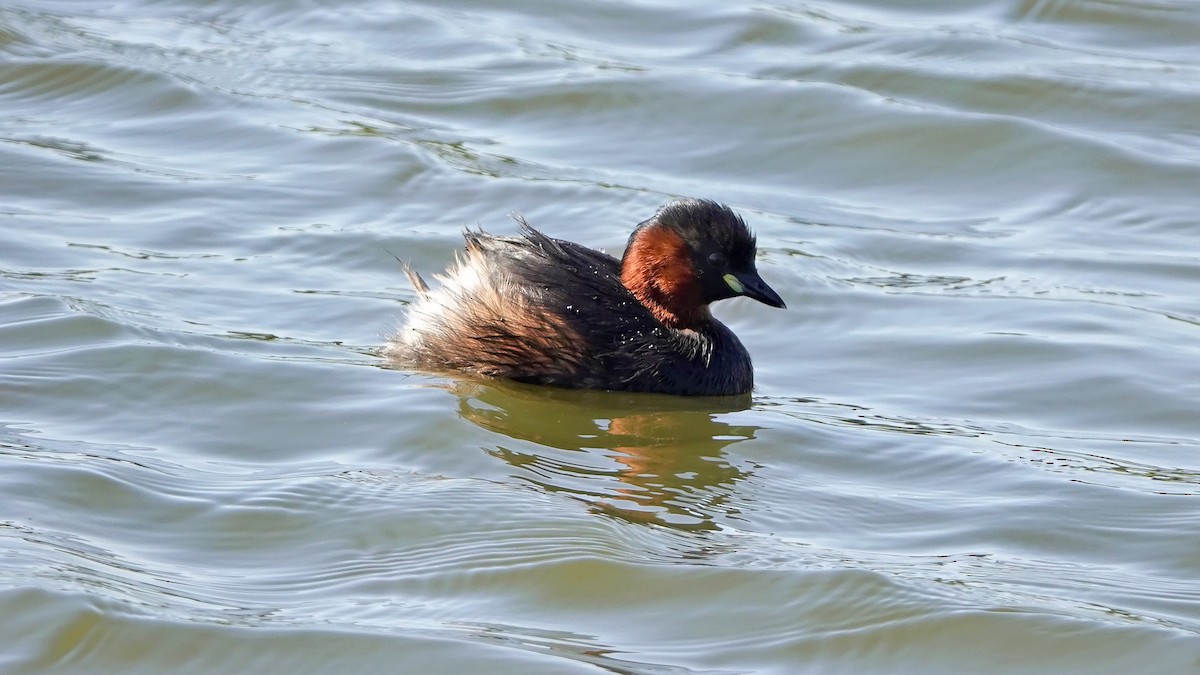 Little Grebe - ML623180729