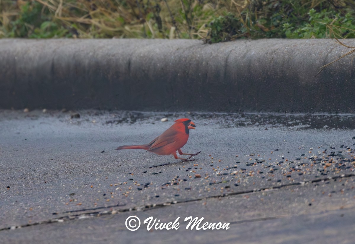 Northern Cardinal (Common) - ML623180735