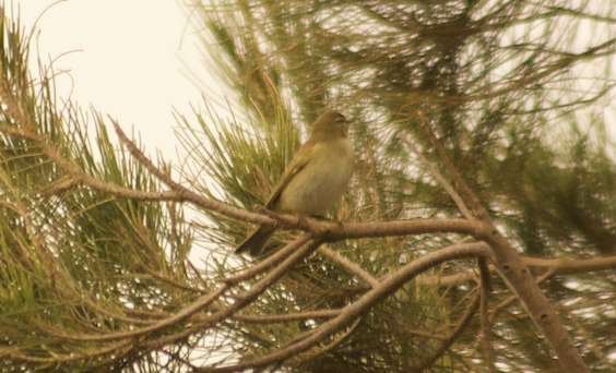 Willow Warbler - Angel Curbelo