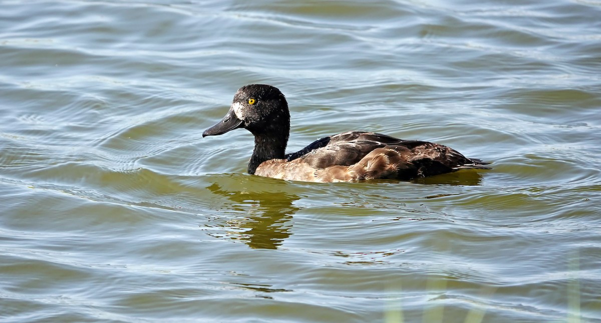 Tufted Duck - ML623180742