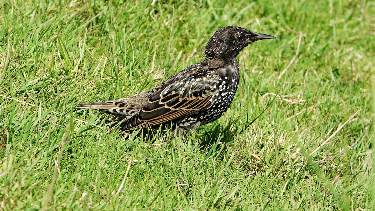 European Starling - ML623180744