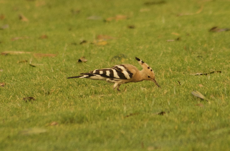 Eurasian Hoopoe - Angel Curbelo