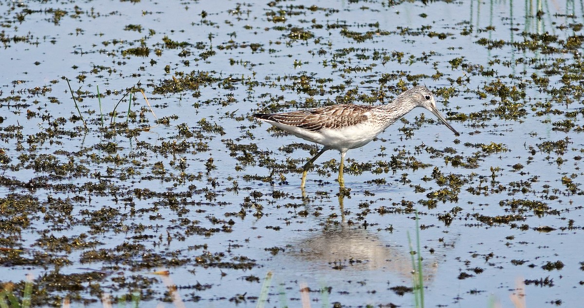 Common Greenshank - ML623180765