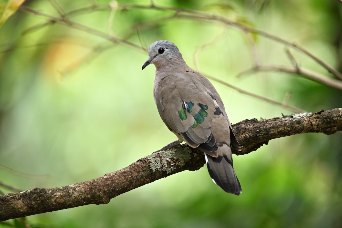 Emerald-spotted Wood-Dove - ML623180777