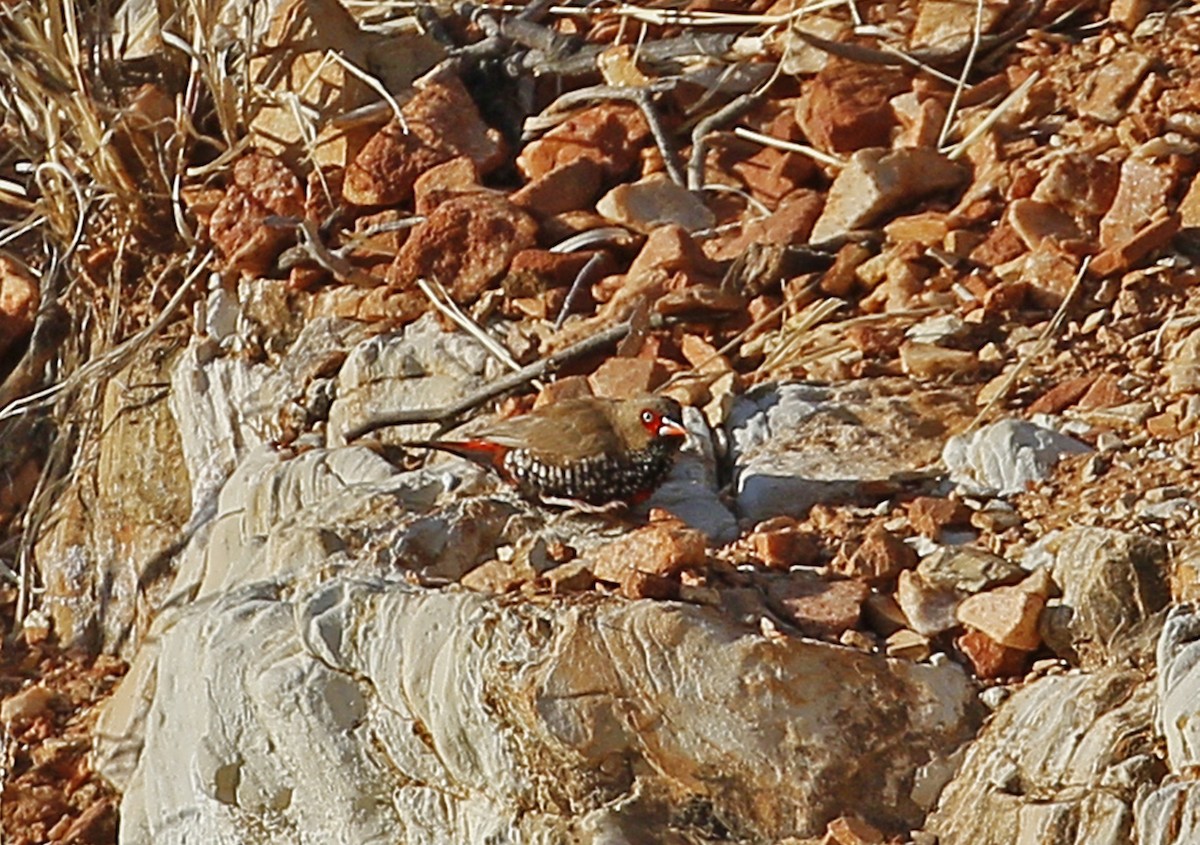 Painted Firetail - ML623180819