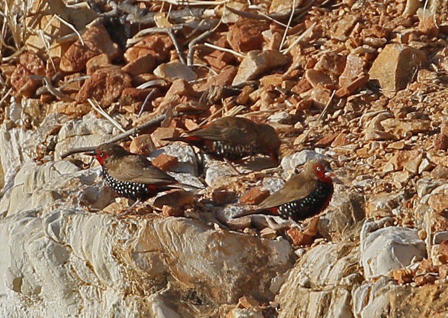 Painted Firetail - ML623180820