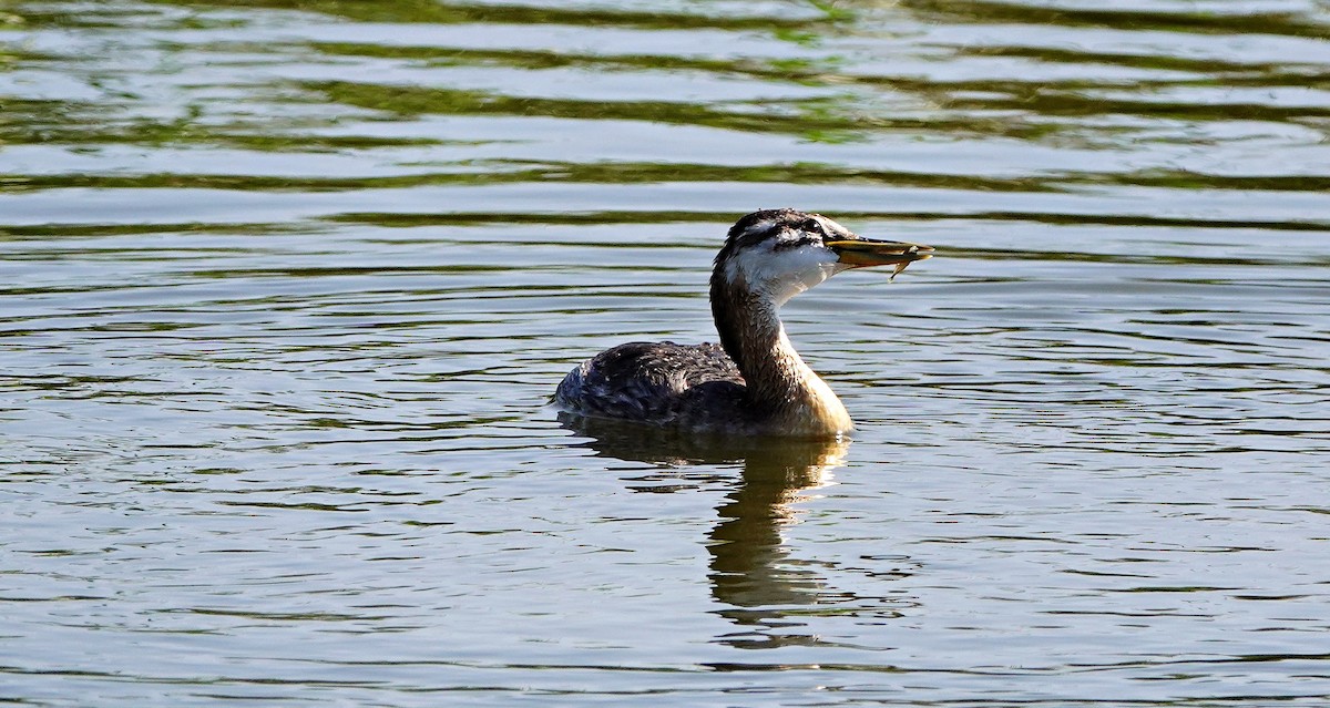 Red-necked Grebe - ML623180825