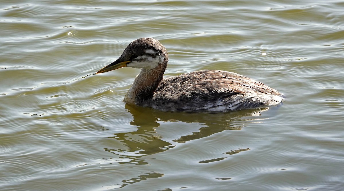 Red-necked Grebe - ML623180844