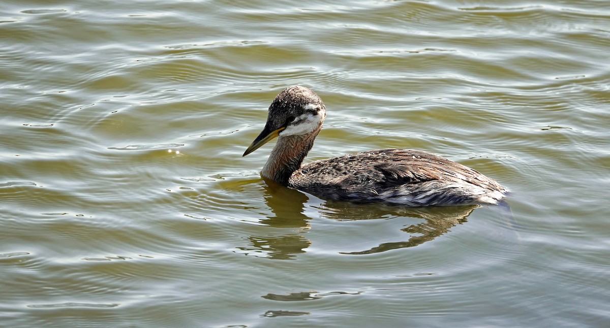 Red-necked Grebe - Hans-Jürgen Kühnel