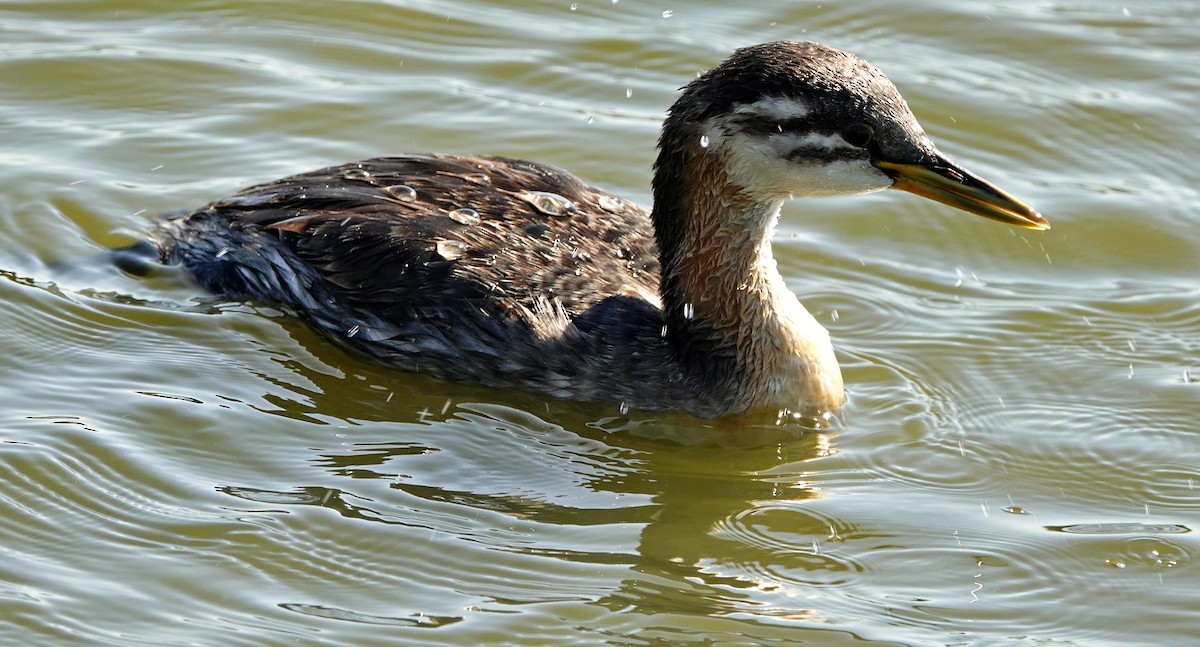 Red-necked Grebe - ML623180867