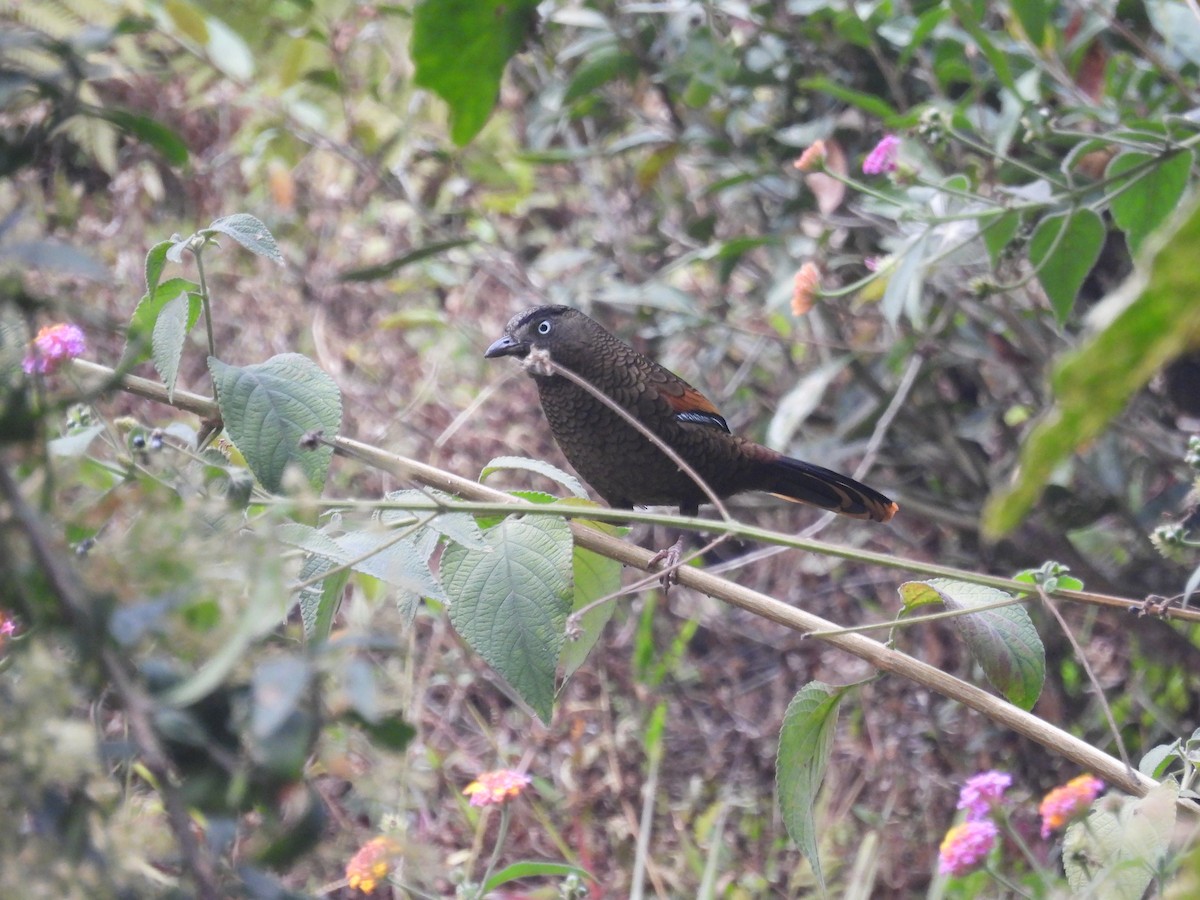 Blue-winged Laughingthrush - ML623180868