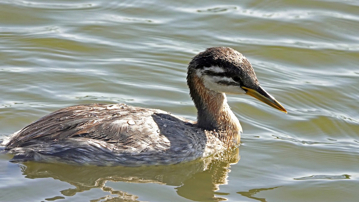 Red-necked Grebe - ML623180873