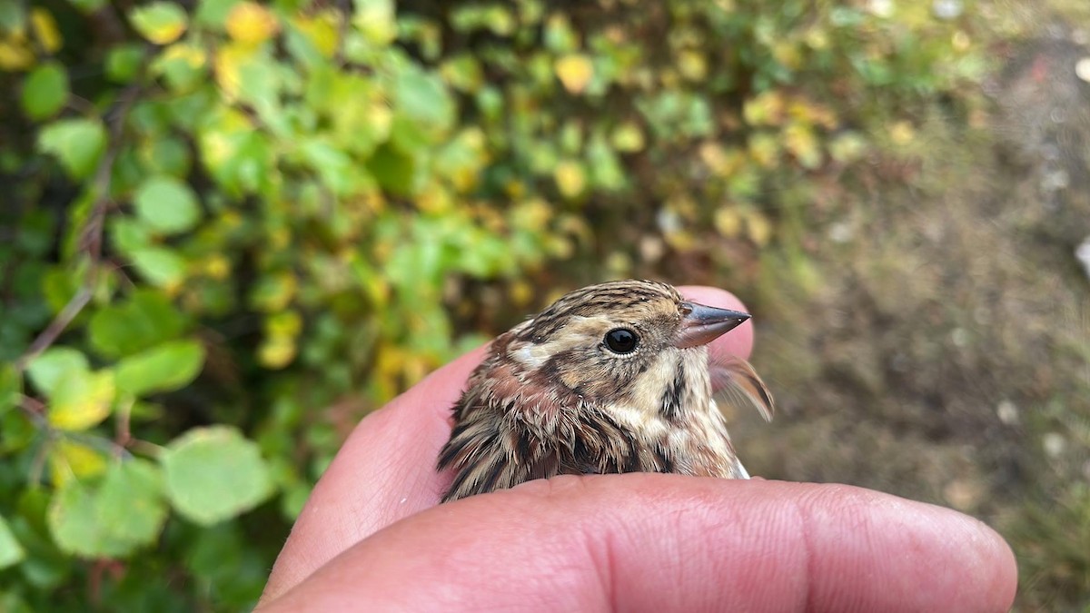 Rustic Bunting - ML623180883