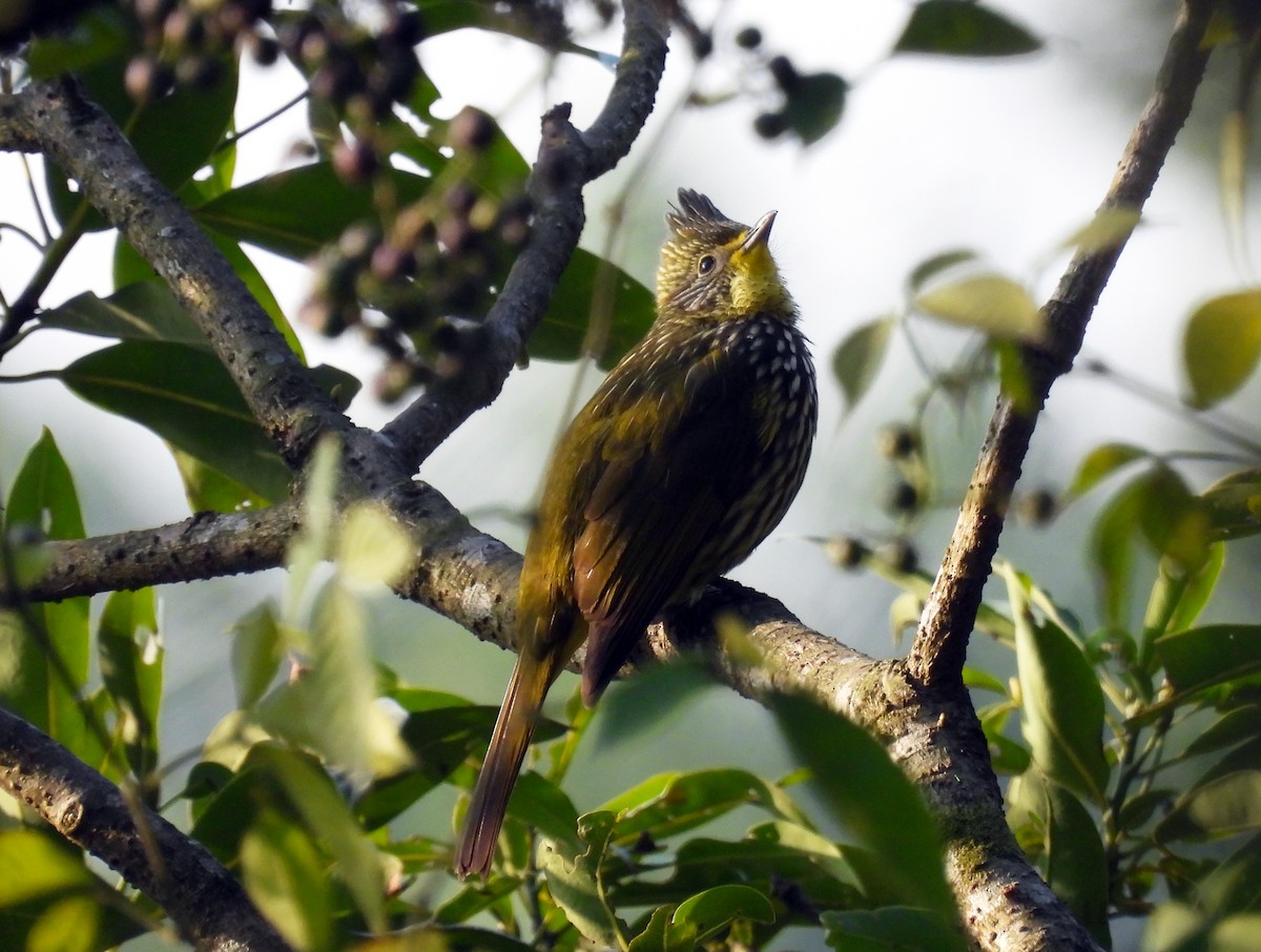 Striated Bulbul - ML623180927