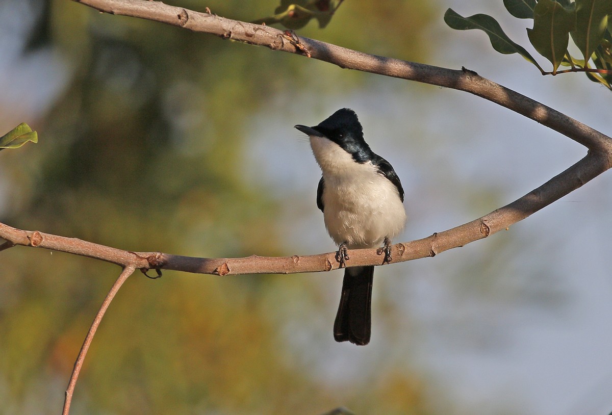 Paperbark Flycatcher - ML623180956