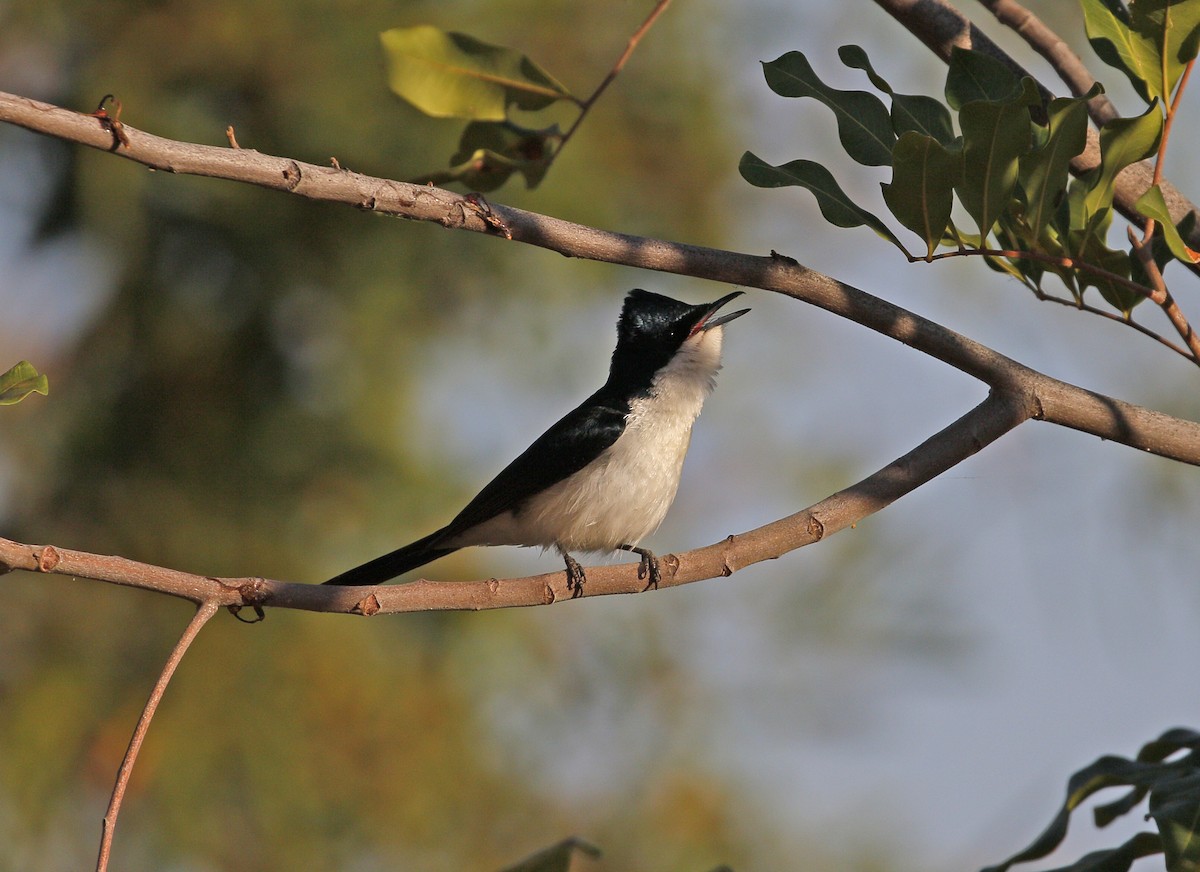 Paperbark Flycatcher - ML623180957