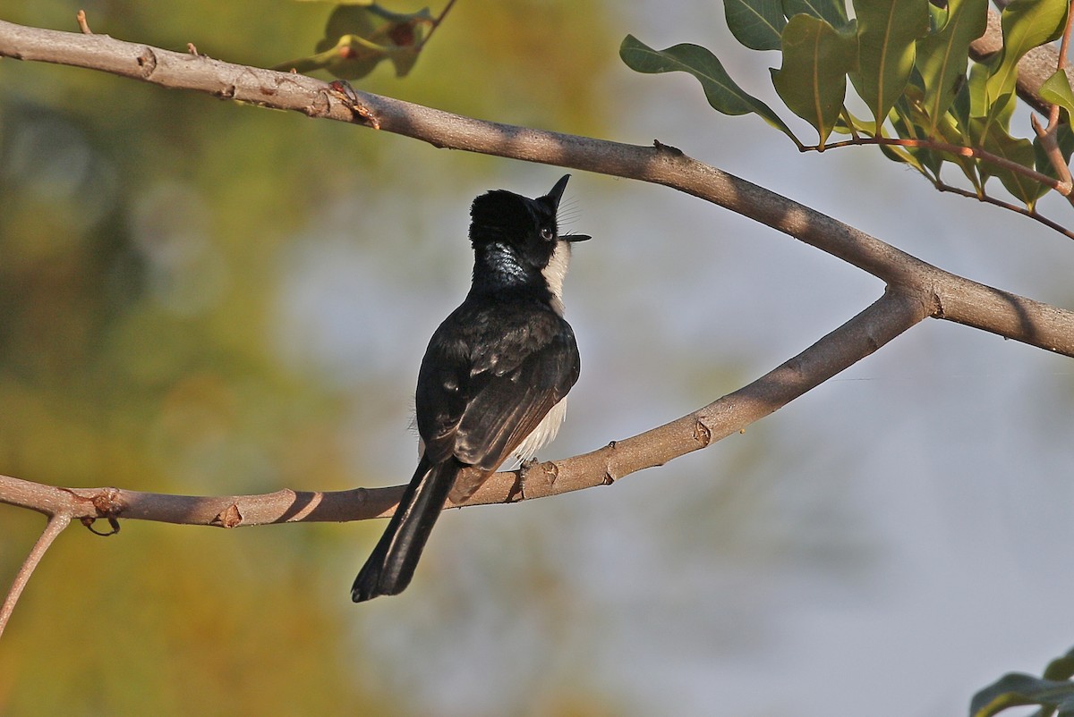 Paperbark Flycatcher - ML623180958