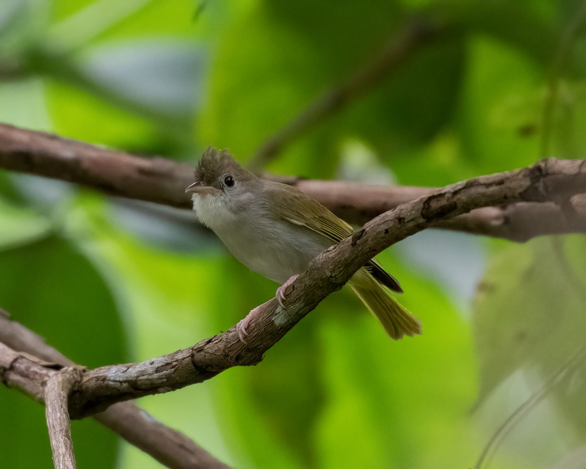 White-bellied Erpornis - ML623180976