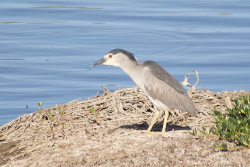 Black-crowned Night Heron - ML623180980