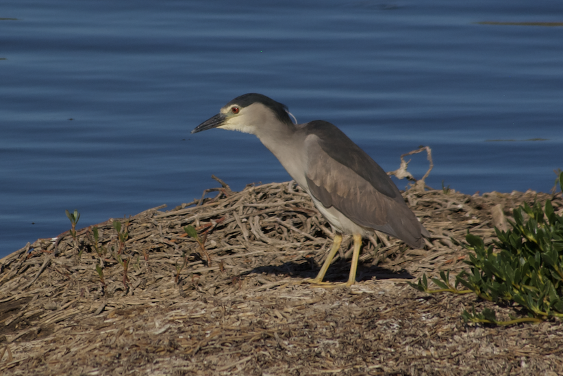 Black-crowned Night Heron - ML623180981