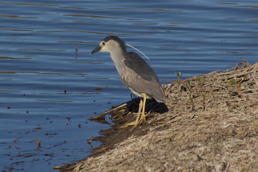 Black-crowned Night Heron - ML623180982