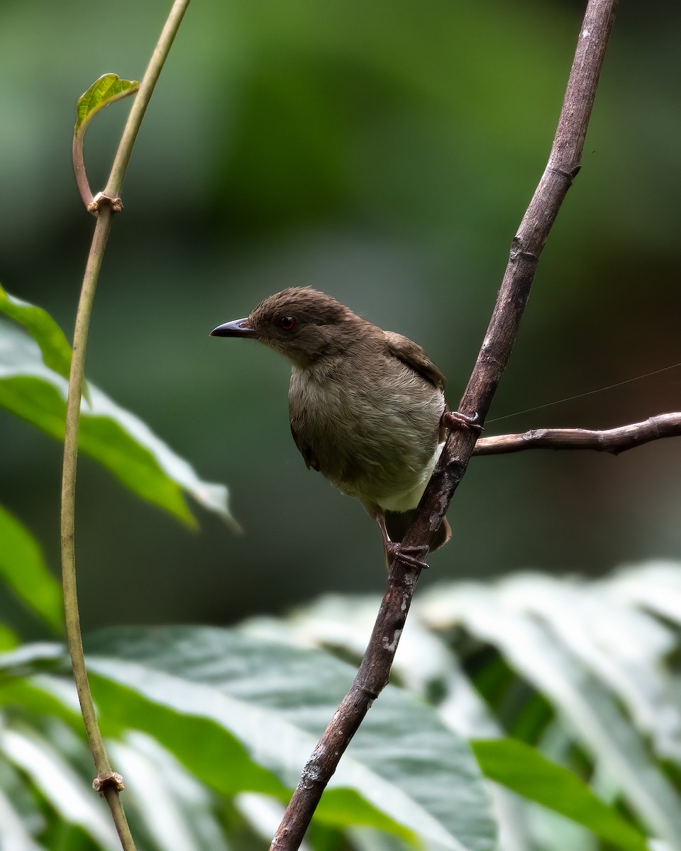 Red-eyed Bulbul - ML623180994