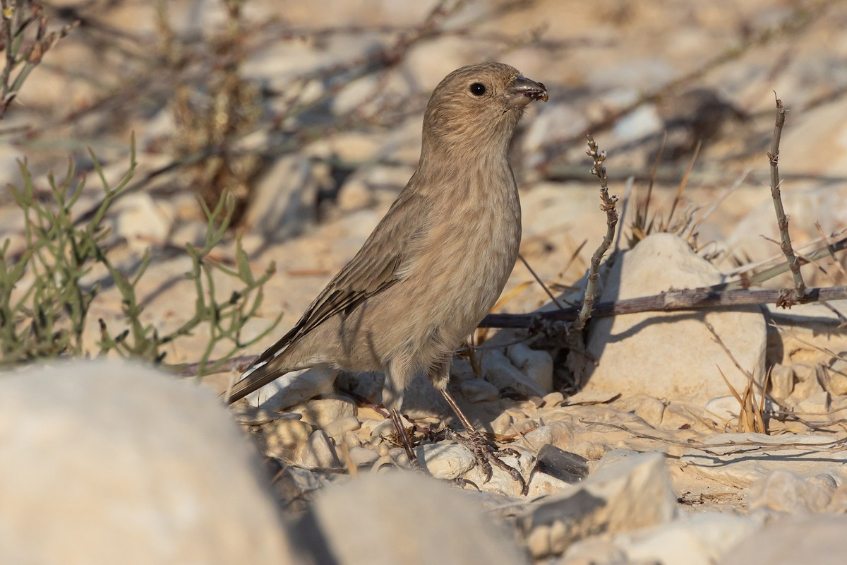 Sinai Rosefinch - ML623181002