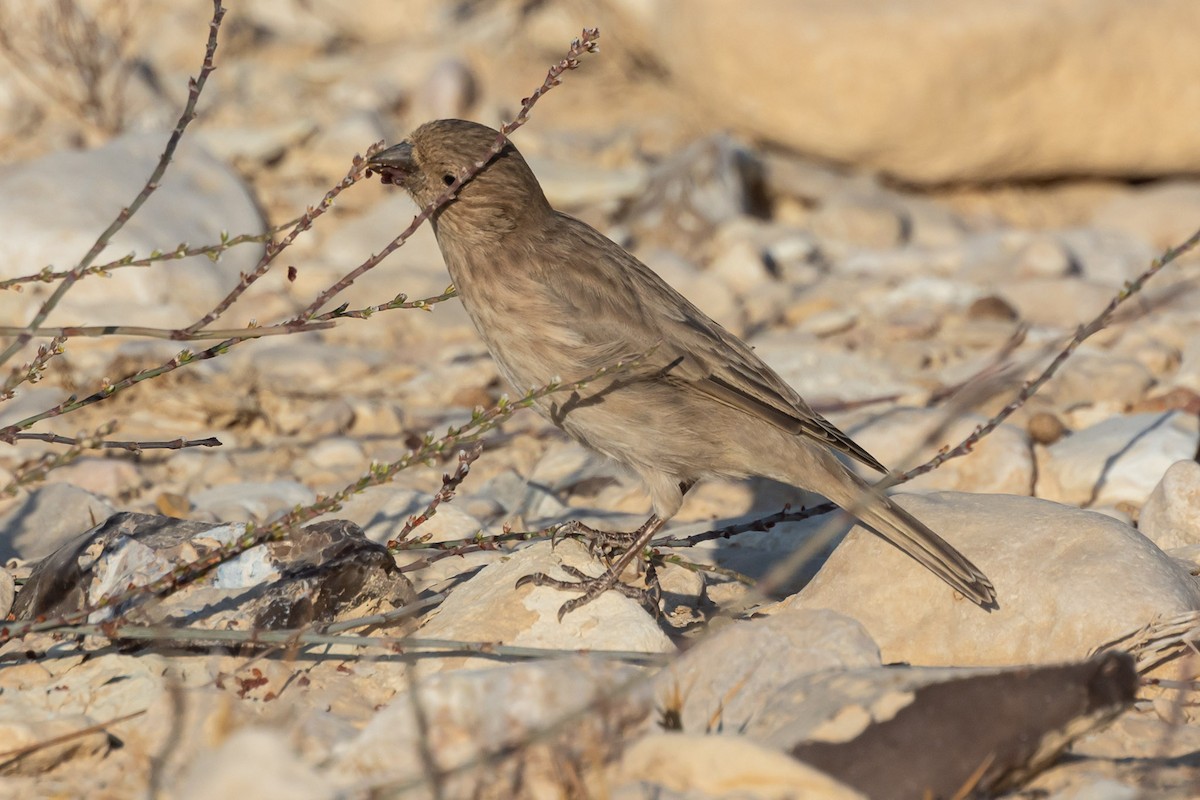 Sinai Rosefinch - ML623181003