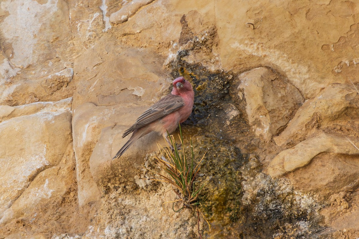 Sinai Rosefinch - ML623181004