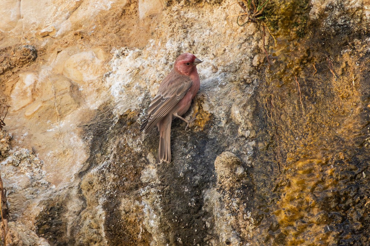 Sinai Rosefinch - ML623181005