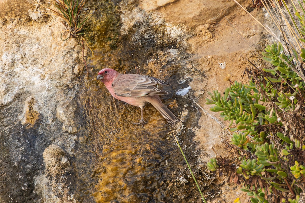 Sinai Rosefinch - ML623181006