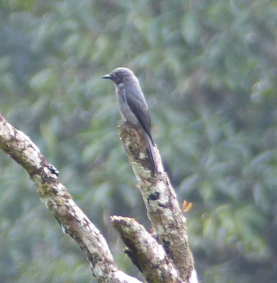 Sunda Cuckooshrike - ML623181082