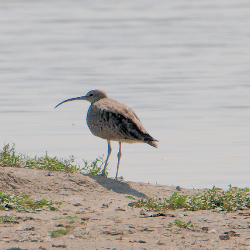 Eurasian Curlew - ML623181145