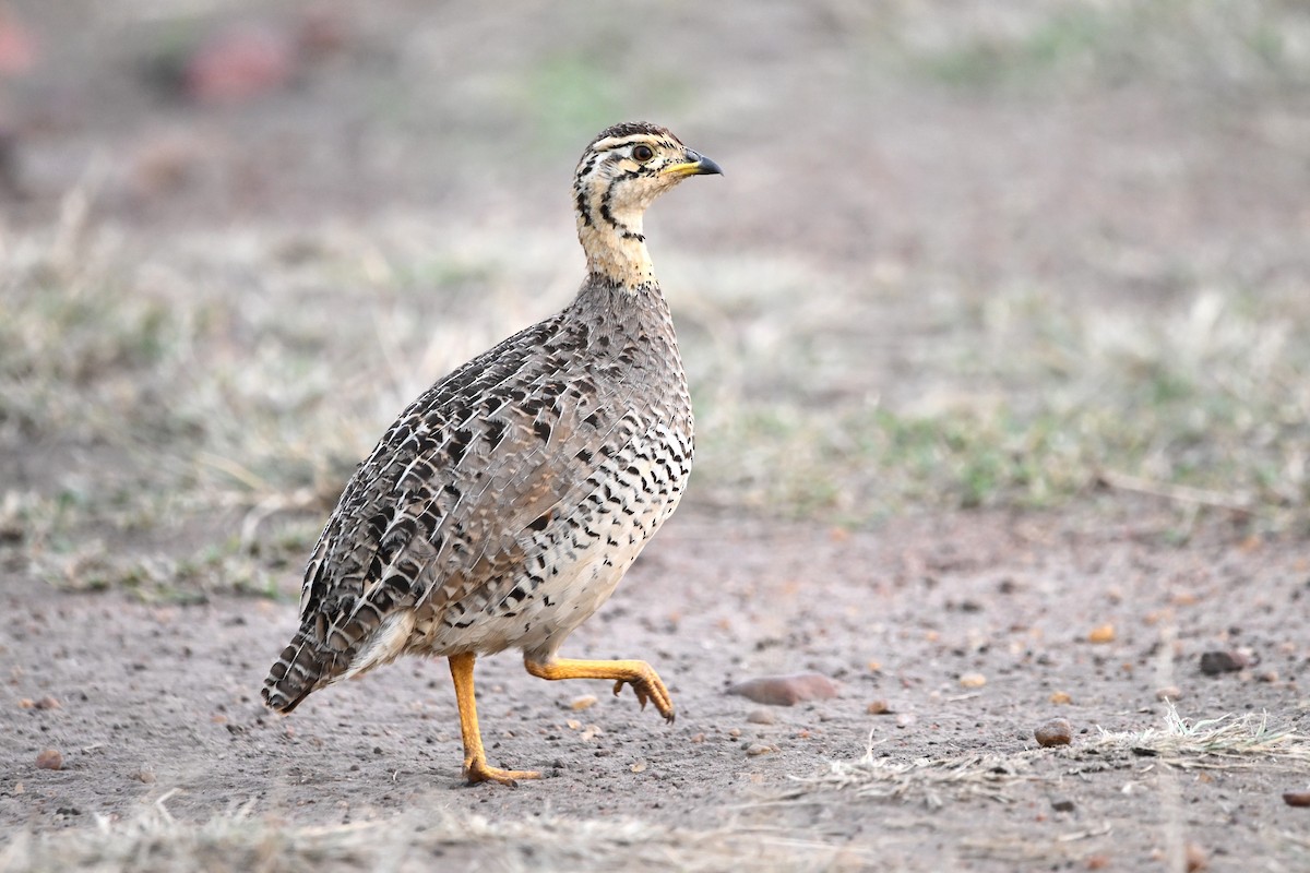 Coqui Francolin - ML623181152