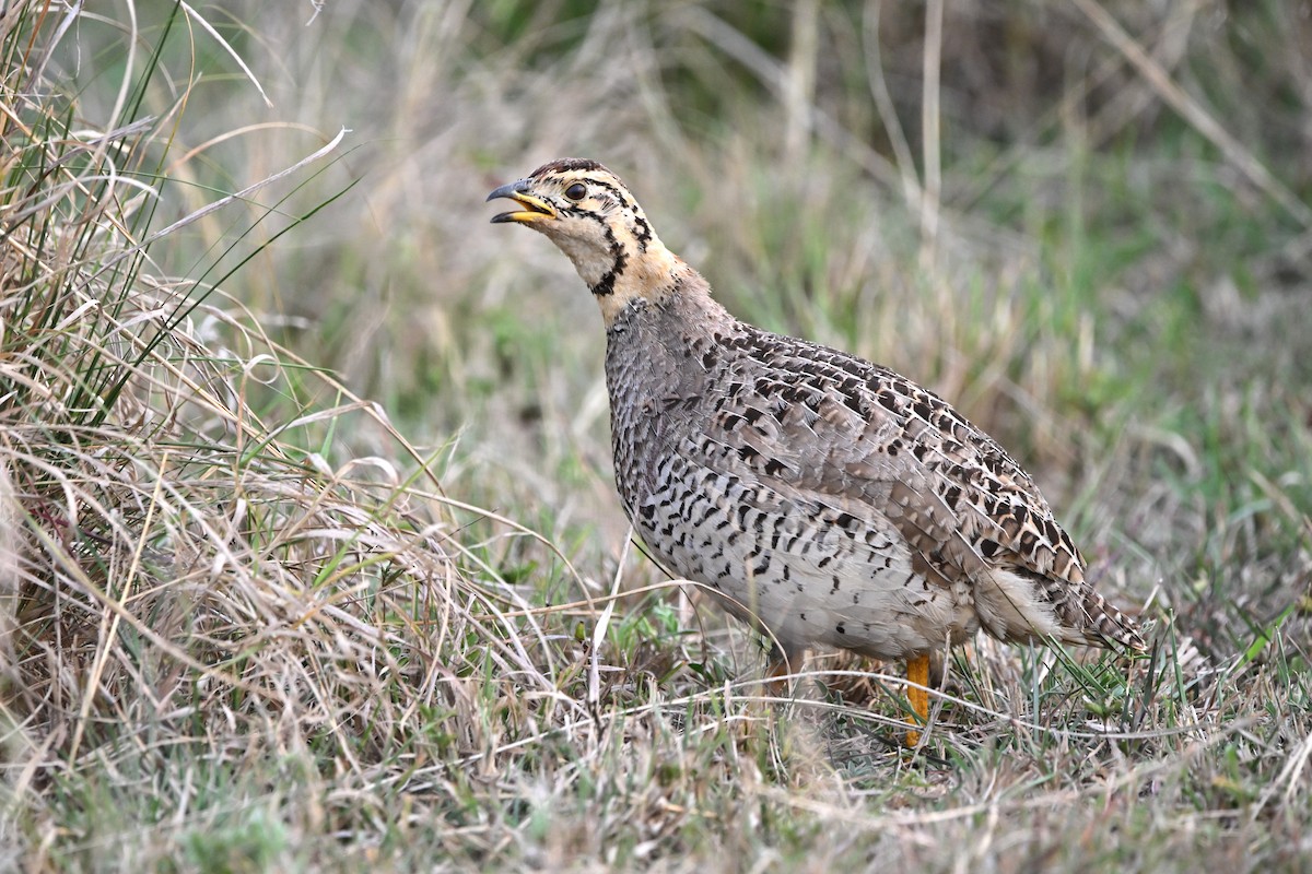 Francolín Coqui - ML623181153