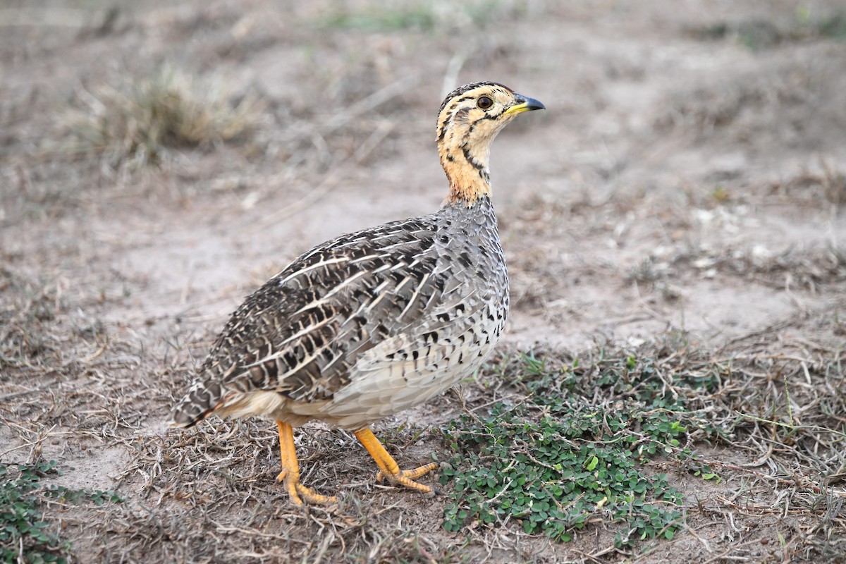 Francolín Coqui - ML623181154