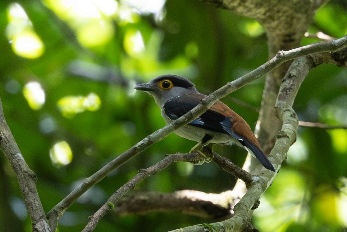 Gray-lored Broadbill - ML623181211