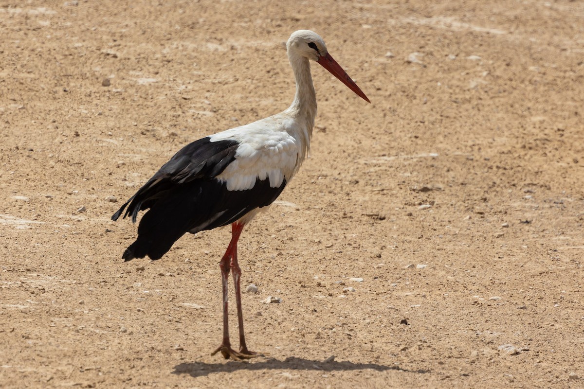 White Stork - Oren Shatz