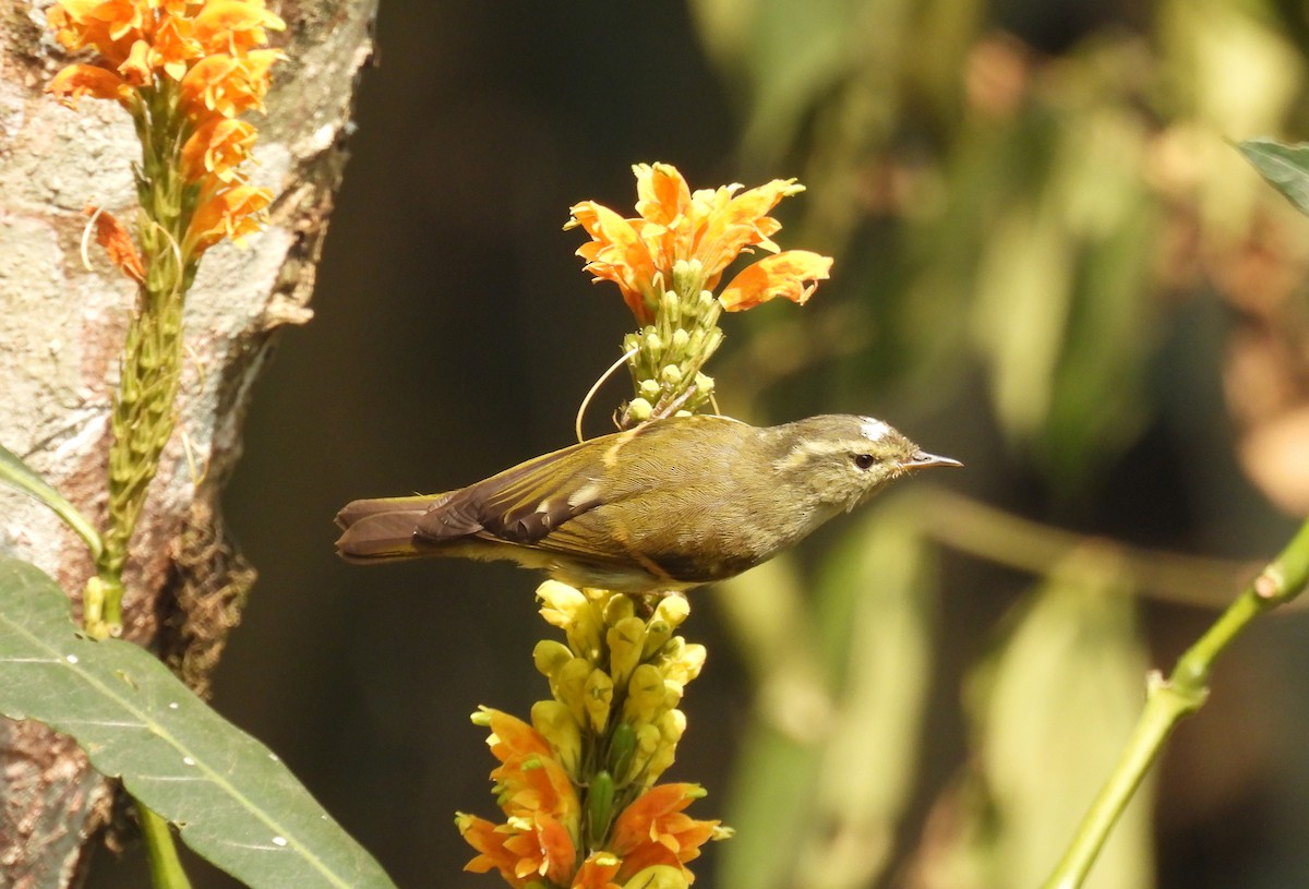 Buff-barred Warbler - ML623181257