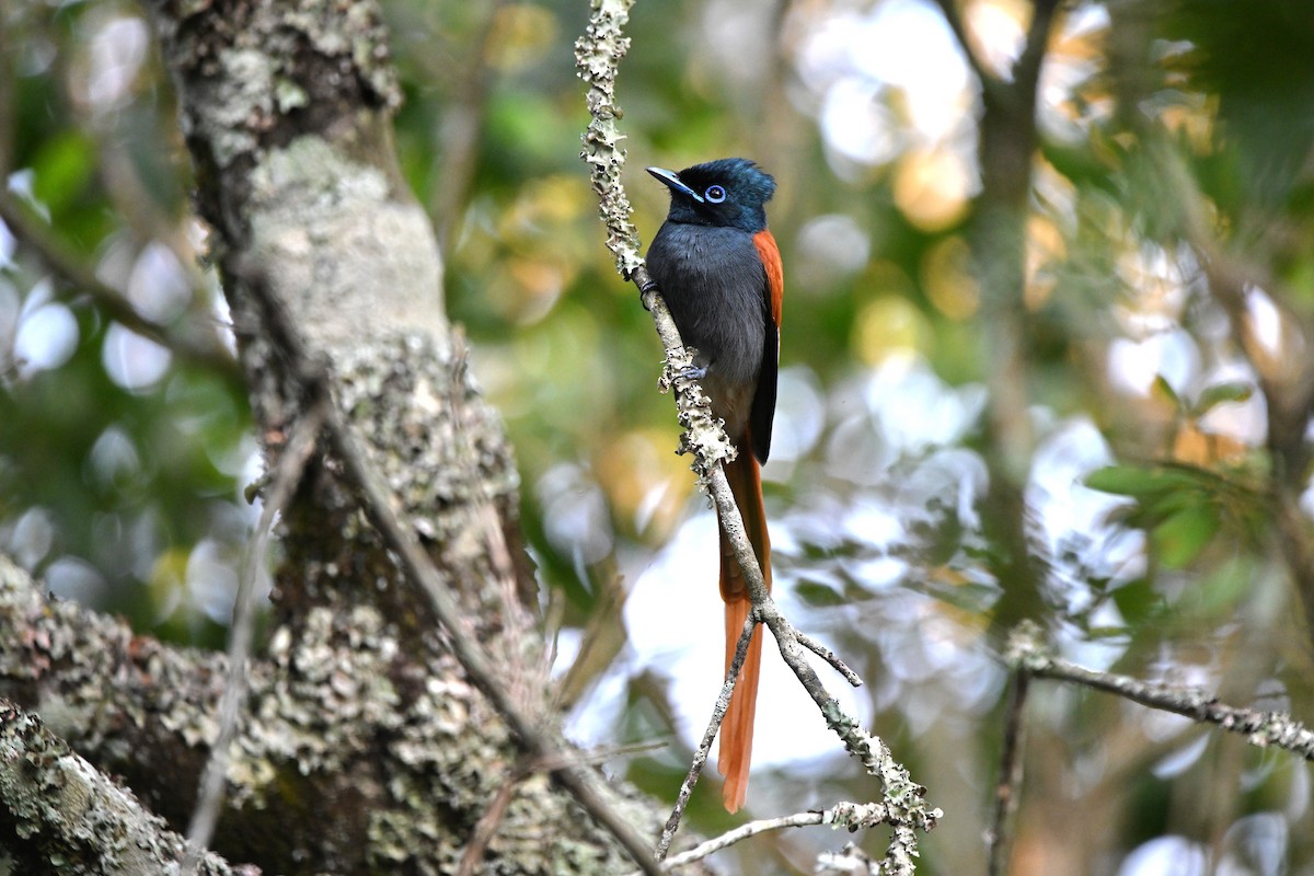 African Paradise-Flycatcher - ML623181275