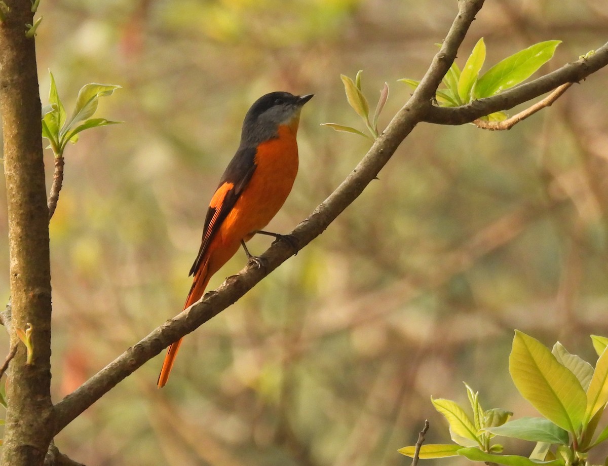 Minivet mandarin - ML623181330