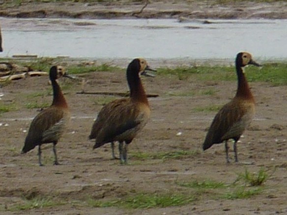 White-faced Whistling-Duck - Peter Bijlmakers