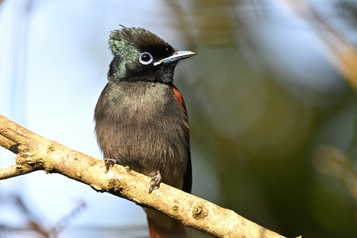 African Paradise-Flycatcher - ML623181362